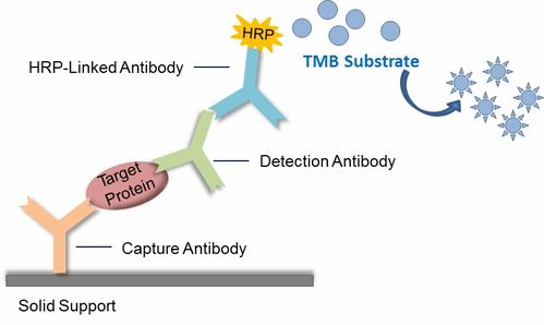 ELISA检测技术服务 原理、流程与应用